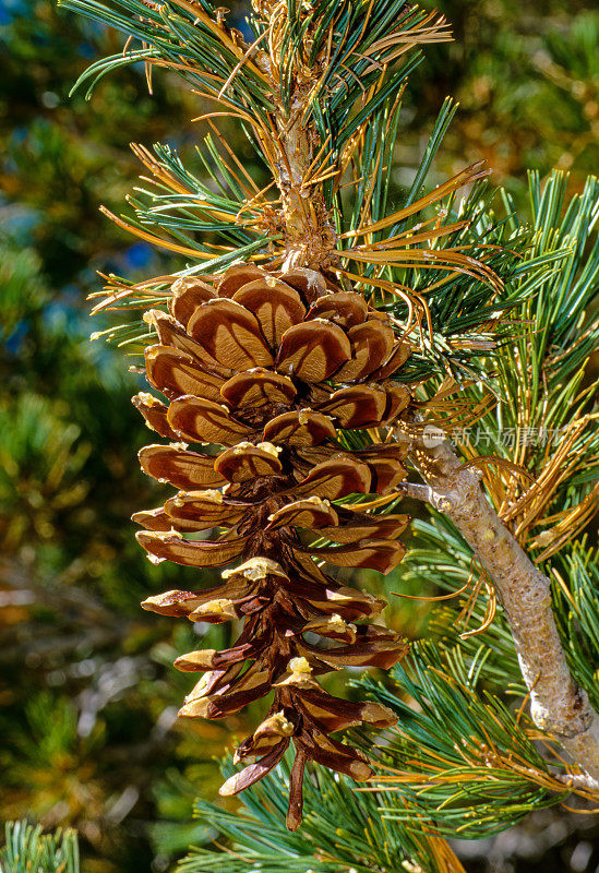 西部白松(Pinus monticola)，又称银松[2]和加利福尼亚山松[2]，是松科松树的一种。它生长在北美西北部的山脉中，是爱达荷州的州树。